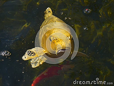 Yellow carp koi on the water surface Stock Photo