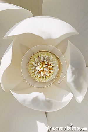 Yellow carpels and stamen of white magnolia flower in full bloom, overhead view Stock Photo