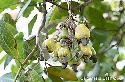 Yellow cashew fruits Stock Photo