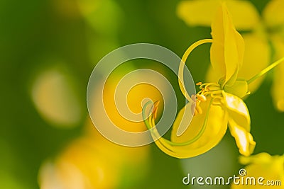 Yellow Cassia fistula macro with yellow bokeh blur background Green Stock Photo