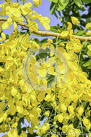 Yellow Cassia fistula Stock Photo