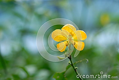 Yellow Cassia flower Stock Photo