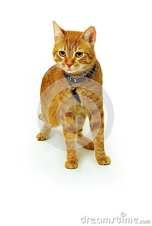 Yellow cat Stock Photo