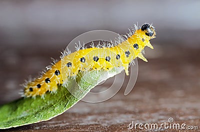 Yellow Caterpillar Stock Photo