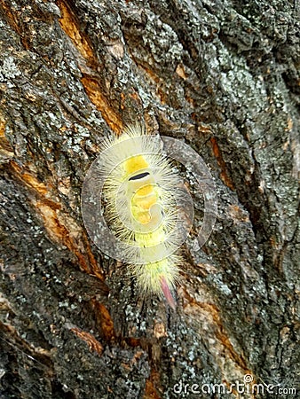 A yellow caterpillar crawls up a tree trunk Stock Photo
