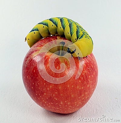 Yellow caterpillar dead-head moth Acherontia atropos on a red apple close-up on white macro, pest, hawk moth, sphingidae, Stock Photo