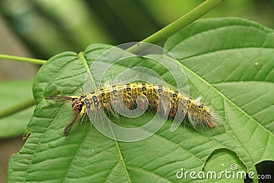 Yellow caterpillar Stock Photo