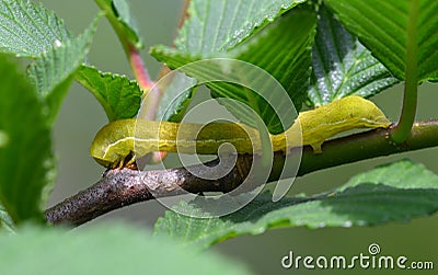 The yellow caterpillar Stock Photo