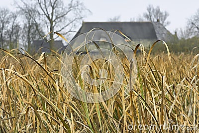 Yellow cattail leaves in front of a farm in autumn Stock Photo