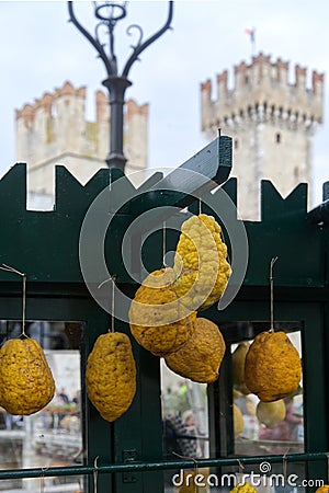 Yellow Cedri in front of the castle of Sirmione Stock Photo