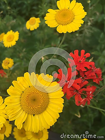 Yellow chamomile and red campion Stock Photo