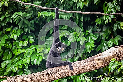 Yellow Cheeked Black Gibbon Stock Photo