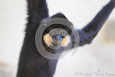 Yellow-cheeked gibbon Stock Photo