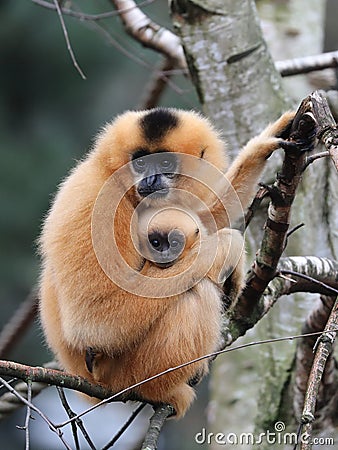 Yellow cheeked gibbon Stock Photo