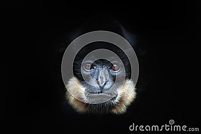 Yellow-cheeked Gibbon, Nomascus gabriellae, detail portrait of wild monkey. Art view of beautiful animal. Dark forest wildlife Stock Photo