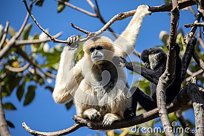 Female Yellow Cheeked and White Cheeked Gibbons in a tree top Stock Photo