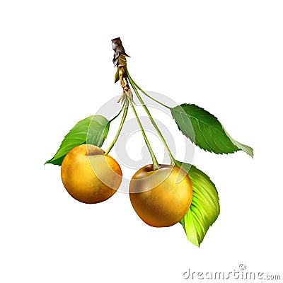 Yellow Cherries hanging on a cherry tree branch Stock Photo