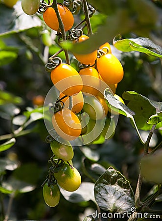 Yellow cherry tomatoes Stock Photo