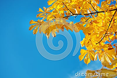 Yellow chestnut leaves against a blue sky Stock Photo