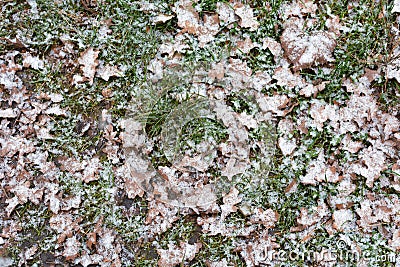 Yellow chestnut leaves on the ground covered with snow. Yellow leaves laying on the snow. Stock Photo