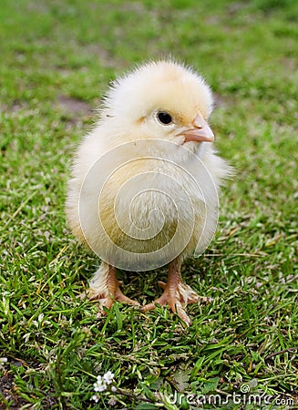 Yellow chick on green grass close-up in springtime Stock Photo