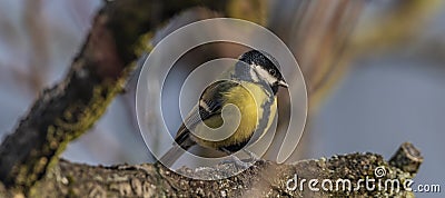 Yellow chickadee bird on apricot tree in winter cold sunny day Stock Photo