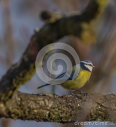 Yellow chickadee bird on apricot tree in winter cold sunny day Stock Photo