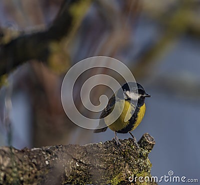 Yellow chickadee bird on apricot tree in winter cold sunny day Stock Photo