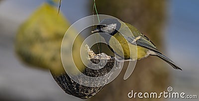 Yellow chickadee bird on apricot tree in winter cold sunny day Stock Photo