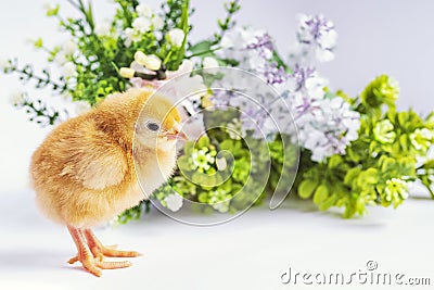 Little newborn chickens. Yellow chickens with a flower Stock Photo