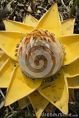 Yellow Chinese dwarf banana Stock Photo