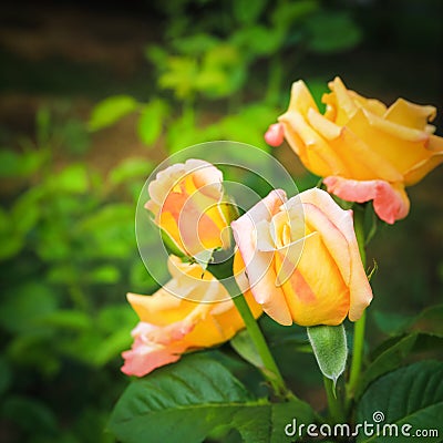 Yellow chinese rose closeup Stock Photo