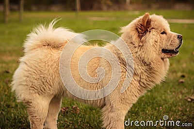 Yellow chow chow dog in the garden Stock Photo