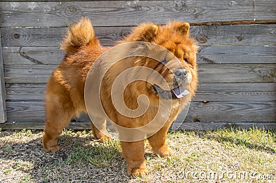 Yellow chow-chow stands on the background of a wooden shield Stock Photo