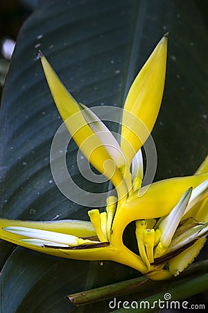 Yellow Christmas heliconia over dark forest background Stock Photo