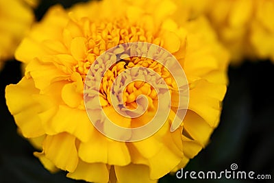 Yellow chrysanthemum Stock Photo