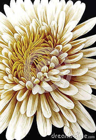 Yellow chrysanthemum flower, large chrysanthemum flower isolated on black Vector Illustration