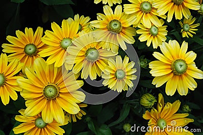 Yellow Chrysanthemum flowers background Stock Photo