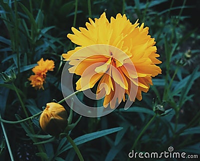 Yellow Chrysanthemum Stock Photo