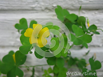 Yellow clover flower Stock Photo