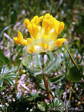 Yellow Clover Stock Photo