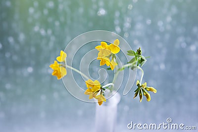 Yellow clover in a vase in front of a window with raindrops Stock Photo