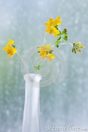 Yellow clover in a vase in front of a window with raindrops, a european wildflower Stock Photo