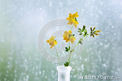 Yellow clover in a vase in front of a window with raindrops Stock Photo