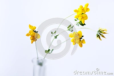 Yellow clover, a wild flower in Europe in a vase on white background Stock Photo