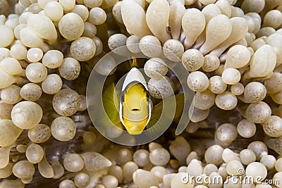 Yellow clownfish Stock Photo