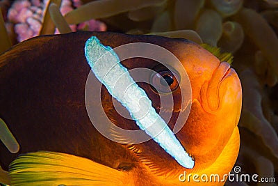 Yellow clownfish in anemone close-up portrait. Underwater photo. Stock Photo