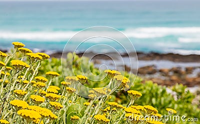 Yellow coastal Fynbos flowers on a beach in Cape Town Stock Photo