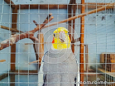yellow cockatiels parrots (Nymphicus hollandicus) Stock Photo