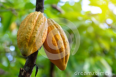 Yellow Cocoa pod fruit hanging on tree Stock Photo